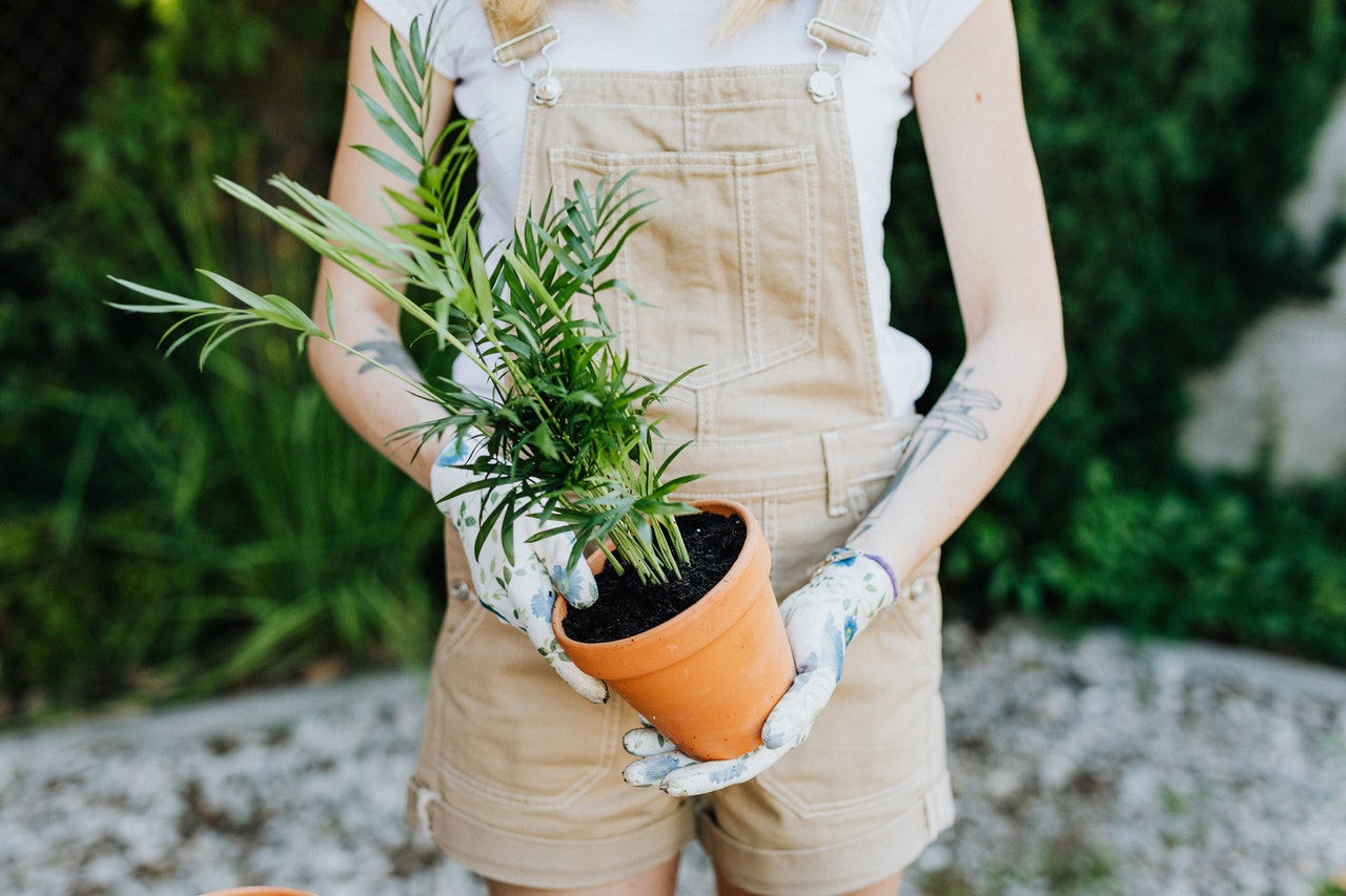 manfaat berkebun